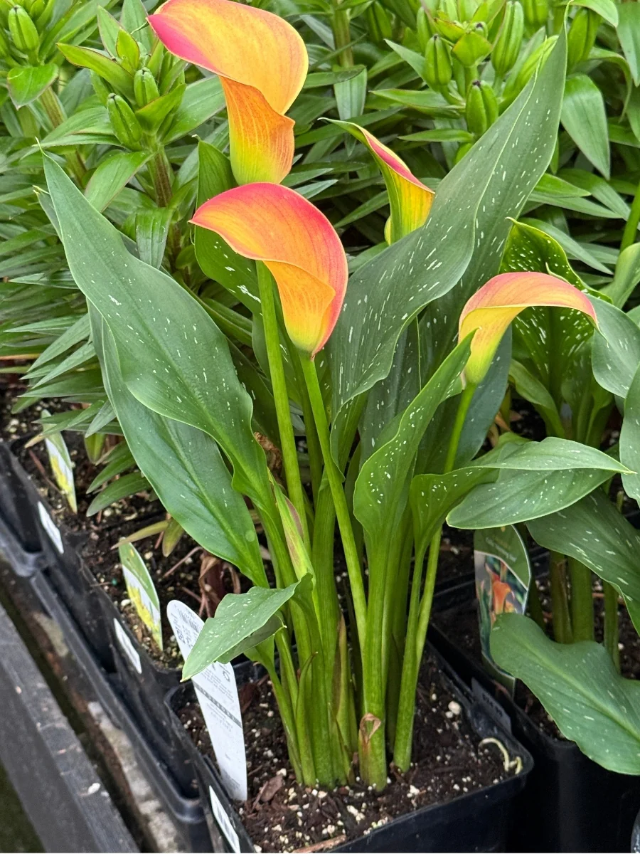 New Plants